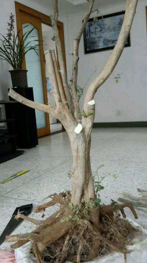 九里香下山桩 出现黄叶 怎么办 图片