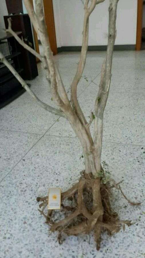 九里香下山桩 出现黄叶 怎么办 图片