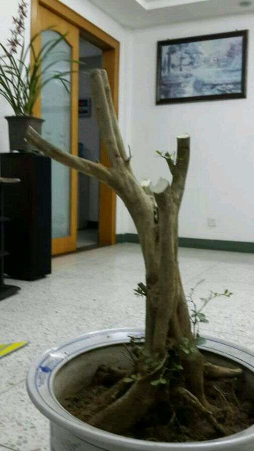 九里香下山桩 出现黄叶 怎么办 图片