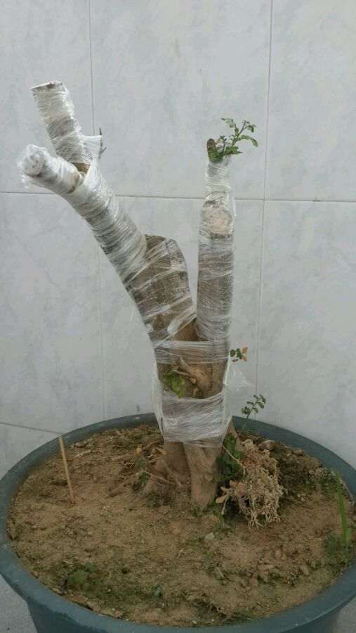 九里香下山桩 出现黄叶 怎么办 图片