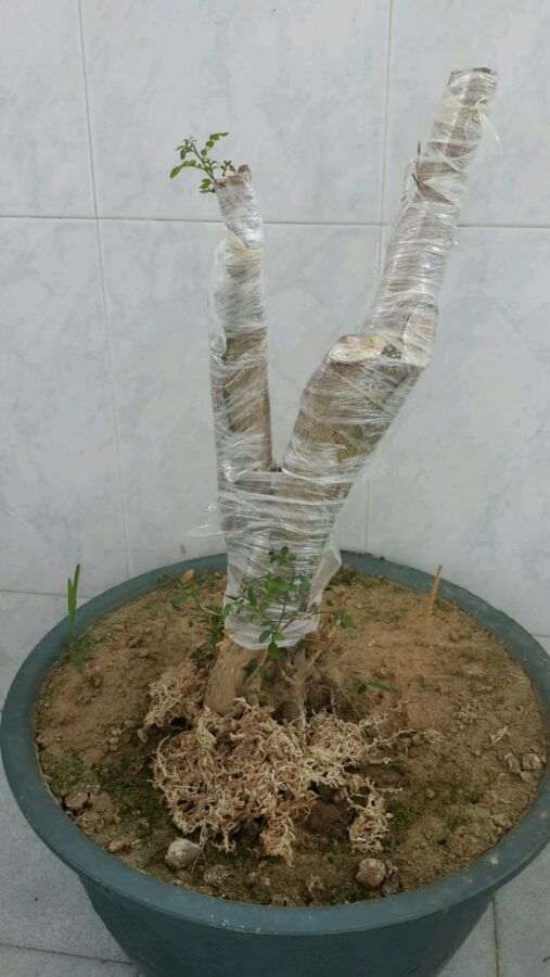 九里香下山桩 出现黄叶 怎么办 图片