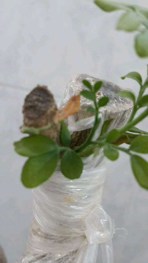 九里香下山桩 出现黄叶 怎么办 图片