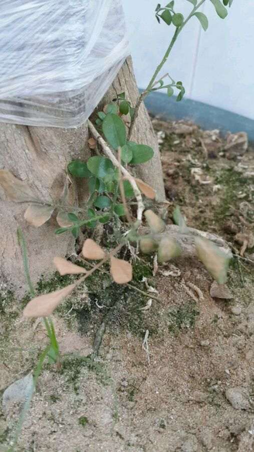 九里香下山桩 出现黄叶 怎么办 图片