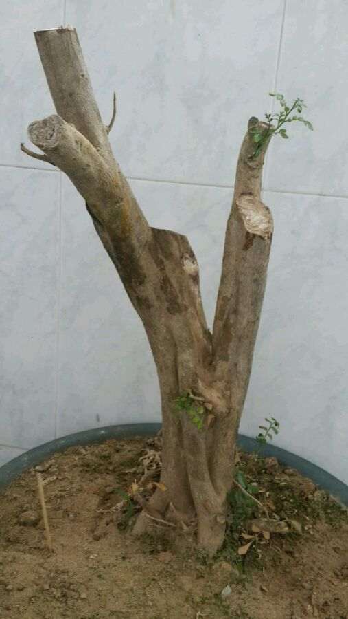 九里香下山桩 出现黄叶 怎么办 图片