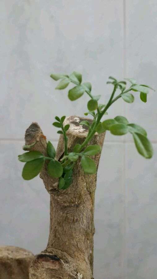 九里香下山桩 出现黄叶 怎么办 图片