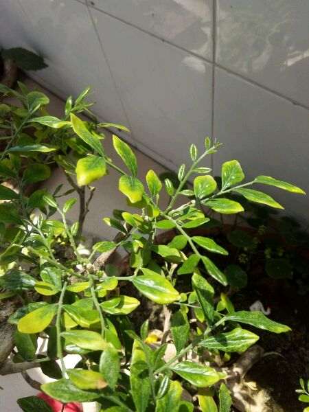 九里香下山桩 叶子一碰就掉 怎么办 图片