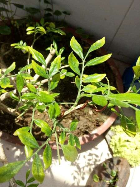 九里香下山桩 叶子一碰就掉 怎么办 图片