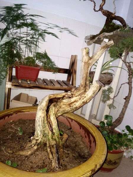 九里香下山桩 叶子一碰就掉 怎么办 图片