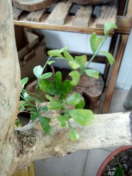 九里香下山桩 叶子一碰就掉 怎么办 图片