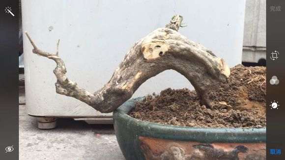 九里香下山桩桩头怎么定型的方法 图片