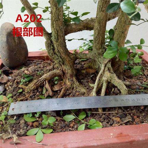 九里香下山桩怎么洗根换盆的方法 图片 