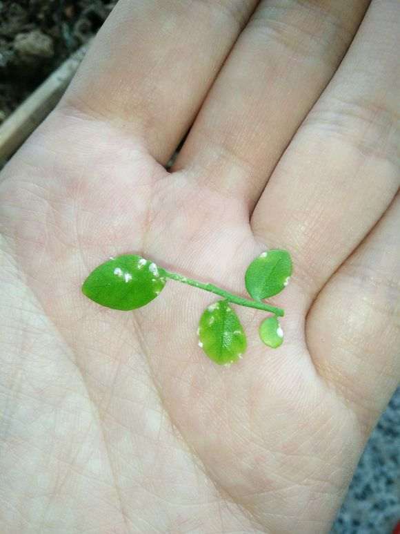 九里香下山桩叶子有白粉病 怎么办 图片