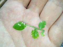 九里香下山桩叶子有白粉病 怎么办 图片