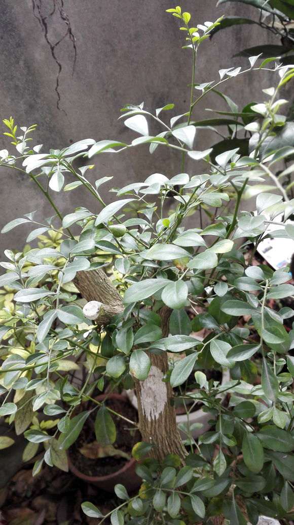 九里香下山桩在户外 叶子都结冰 图片