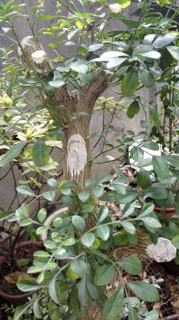 九里香下山桩在户外 叶子都结冰 图片