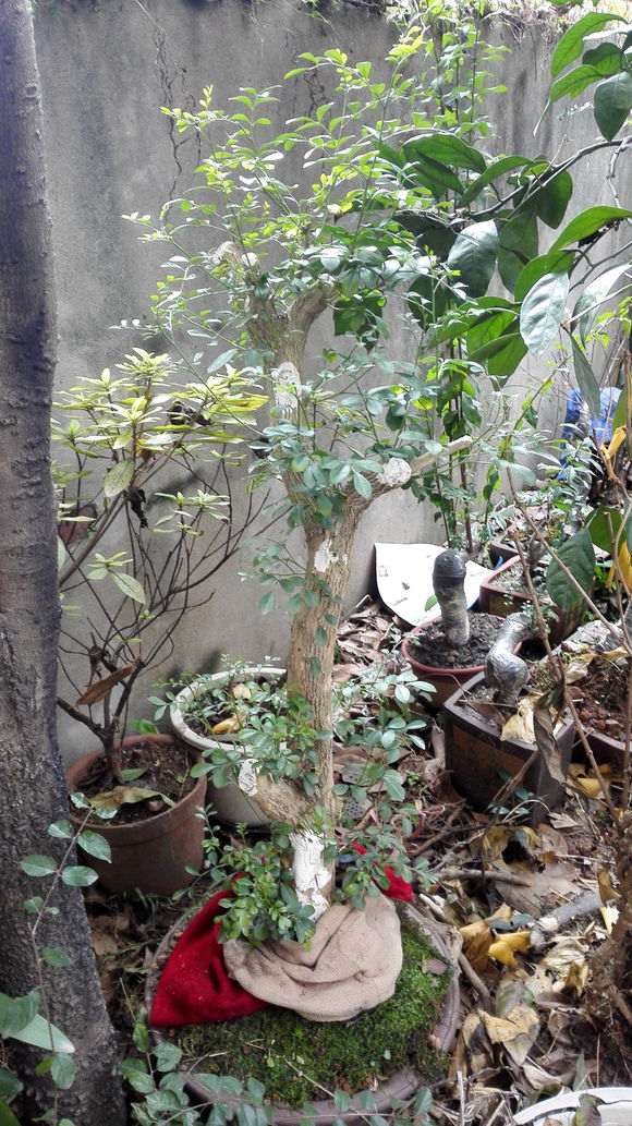 九里香下山桩在户外 叶子都结冰 图片