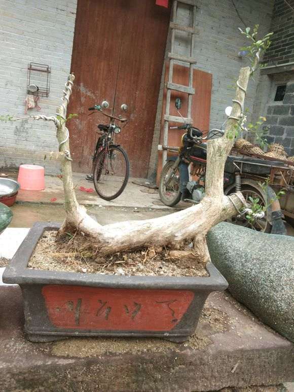 九里香下山桩没养好怎么造型 图片