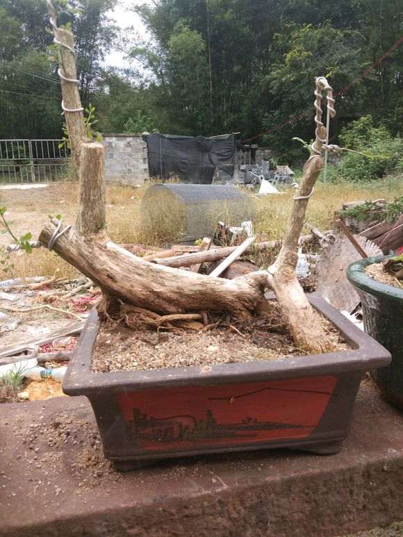 九里香下山桩没养好怎么造型 图片