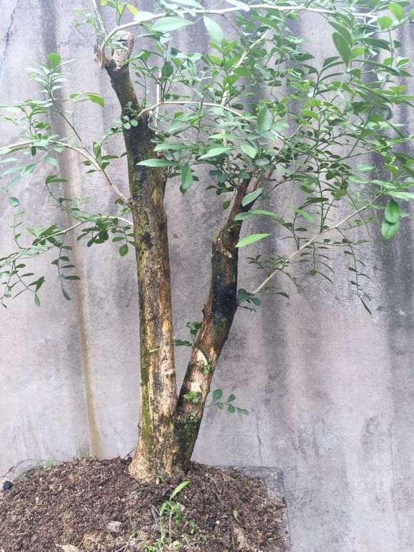 九里香下山桩放楼顶 怎么样 图片