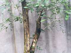 九里香下山桩放楼顶 可以吗 图片