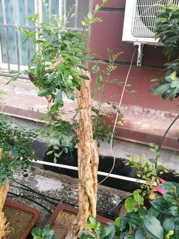 北方九里香下山桩会冻坏吗 怎么办 图片