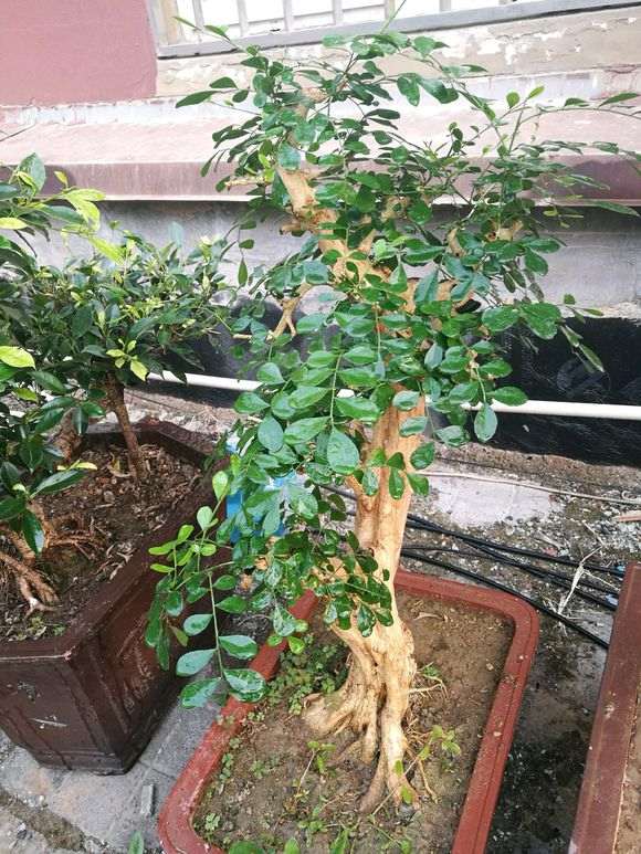 北方九里香下山桩会冻坏吗 怎么办 图片