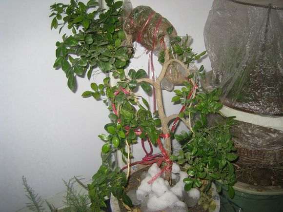 怎么高压繁殖九里香下山桩的方法 图片