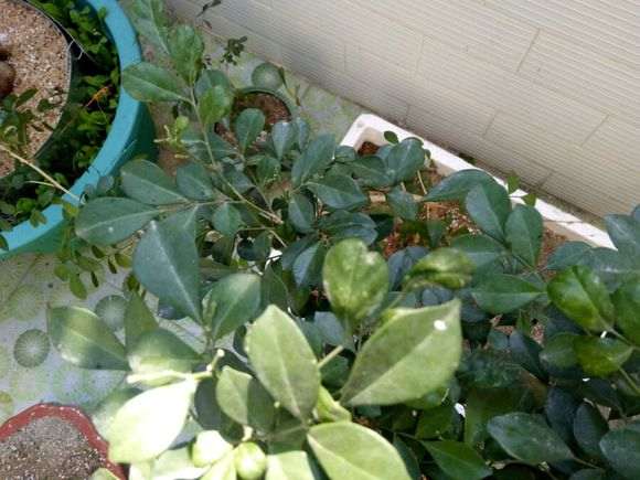 怎么高压繁殖九里香下山桩的方法 图片