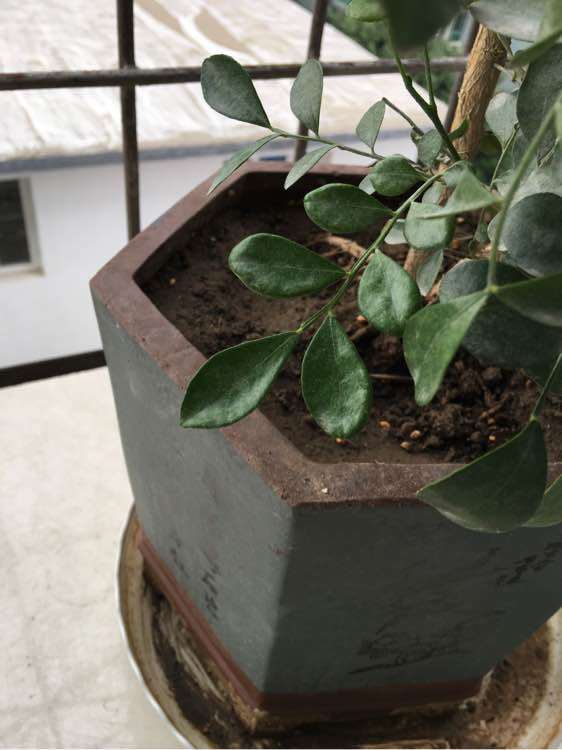 九里香下山桩新叶长出来就卷 怎么办 图片