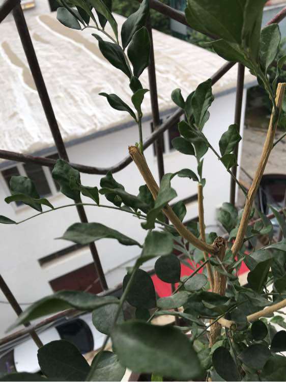 九里香下山桩新叶长出来就卷 怎么办 图片