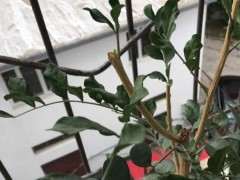 九里香下山桩新叶长出来就卷 怎么办 图片