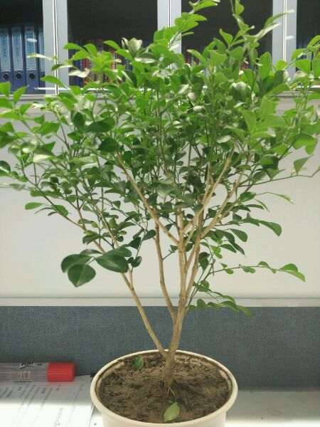 九里香下山桩如何修剪 怎么样 图片