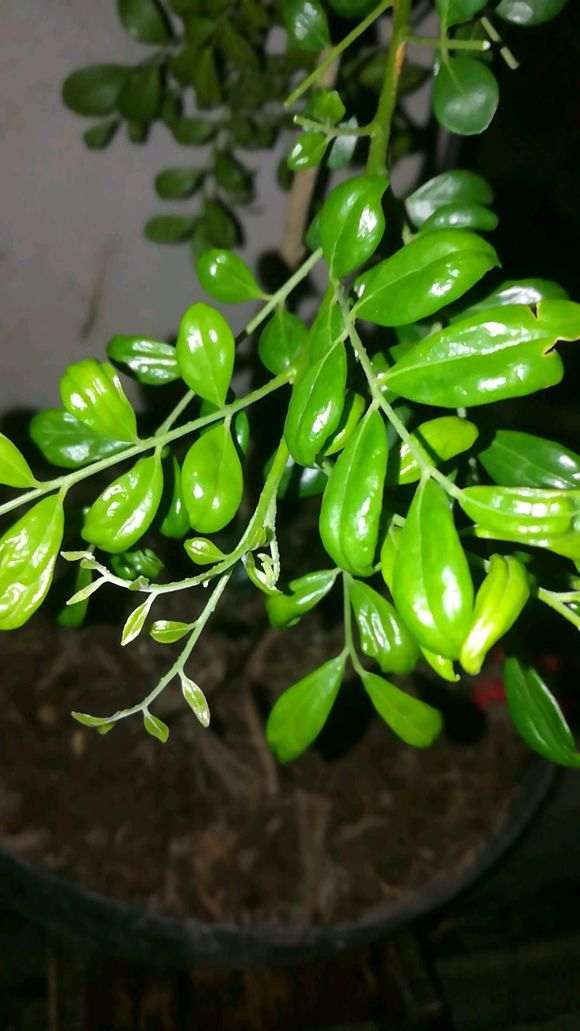 九里香下山桩叶子卷曲 怎么办 图片