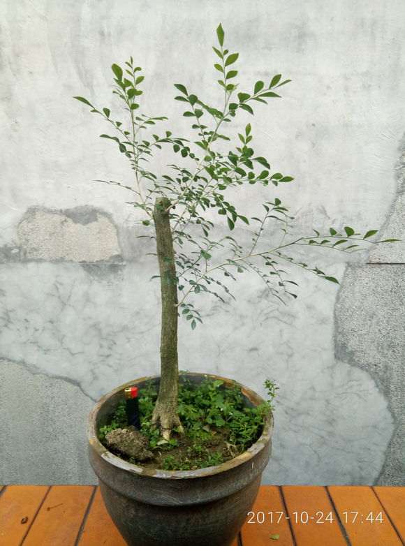 九里香下山桩 浙江能露天种植吗 图片