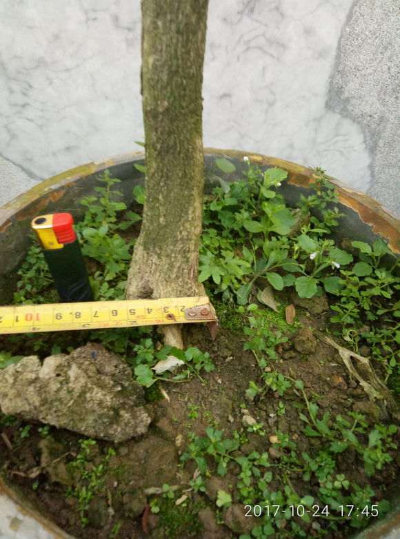 九里香下山桩 浙江能露天种植吗 图片