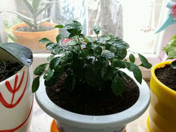 九里香下山桩想换盆 这个季节行吗 图片