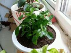 九里香下山桩想换盆 这个季节行吗 图片