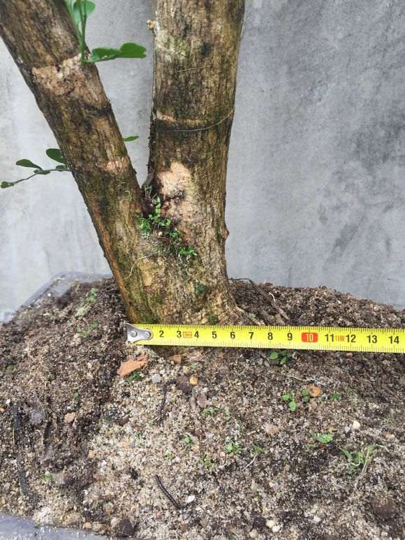 南京九里香下山桩能在室外过冬吗 图片