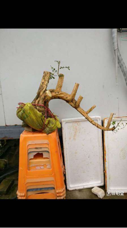 南京九里香下山桩能在室外过冬吗 图片