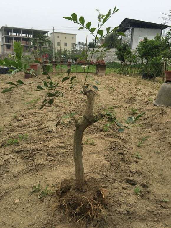 九里香下山桩 怎么挖 怕养死了 图片