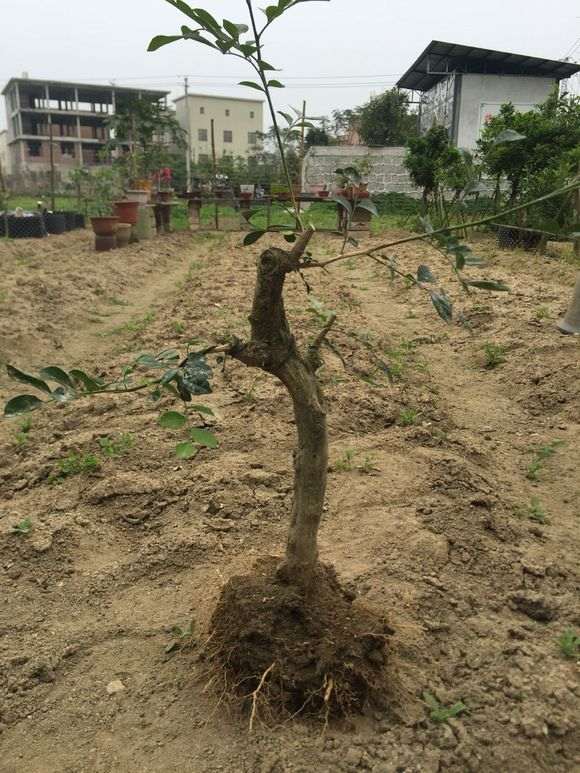 九里香下山桩 怎么挖 怕养死了 图片