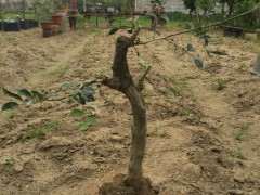 九里香下山桩 怎么挖 怕养死了 图片