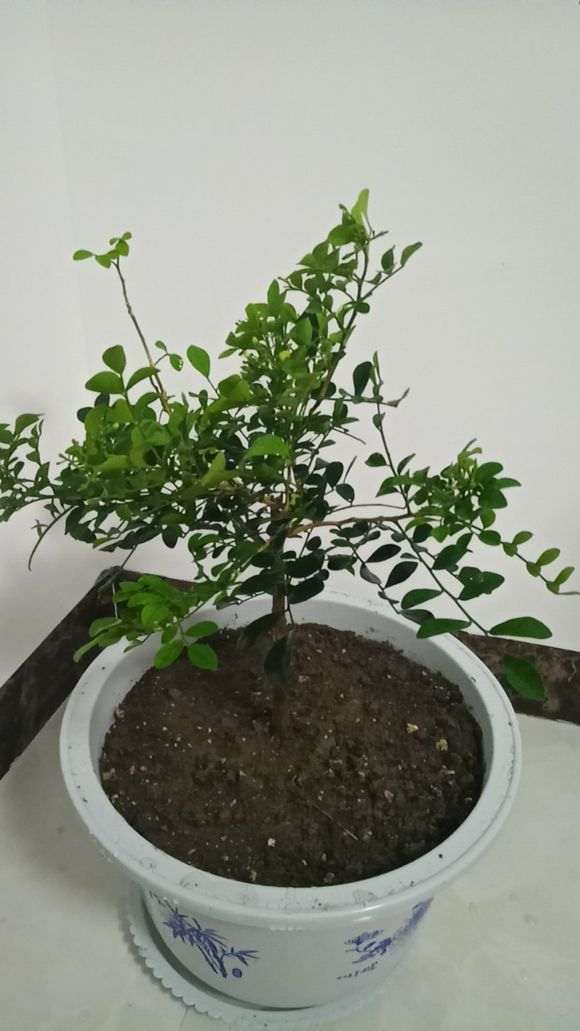 几块钱的九里香下山桩 怎么样 图片