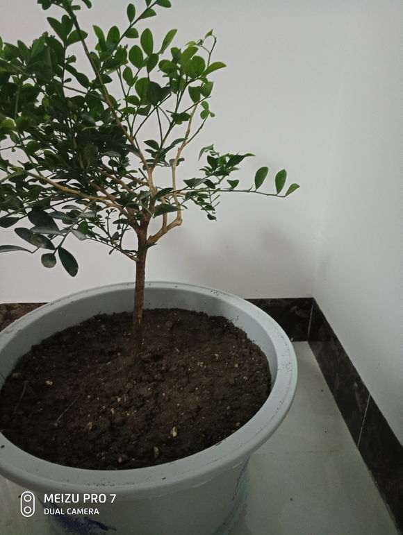 几块钱的九里香下山桩 怎么样 图片