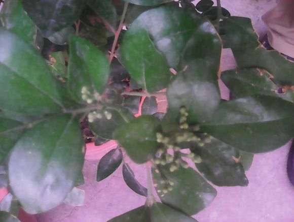 这些小点点是九里香下山桩的花苞吗