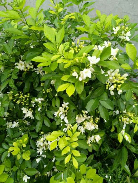 这些小点点是九里香下山桩的花苞吗