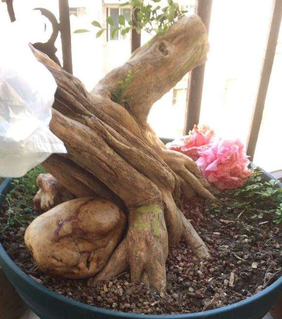 九里香下山桩用塑料罩上 怎么样 图片