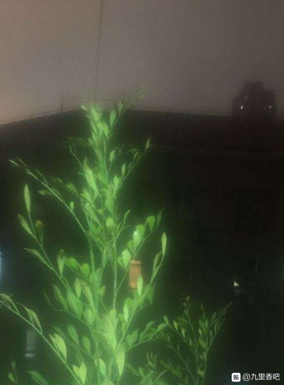 九里香下山桩用塑料罩上 怎么样 图片