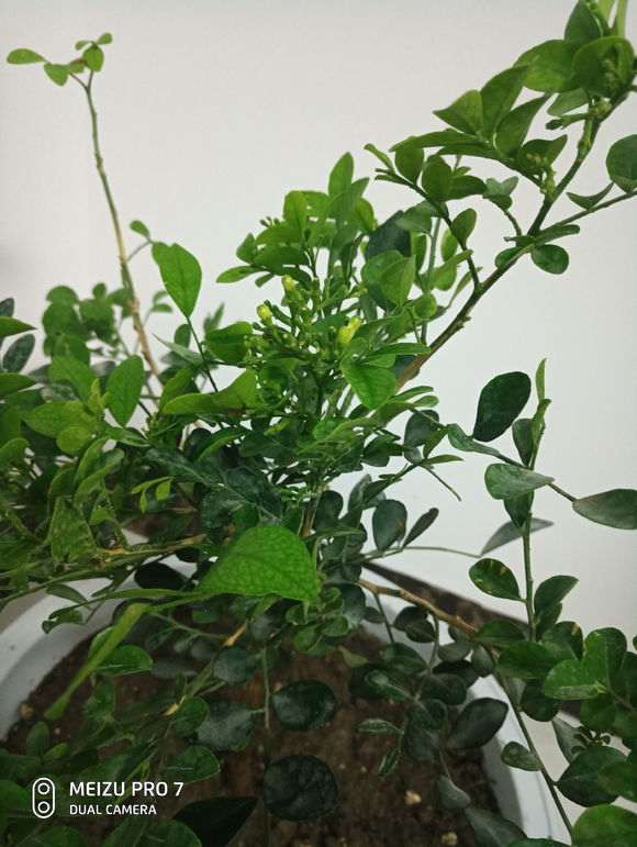 九里香下山桩用塑料罩上 怎么样 图片