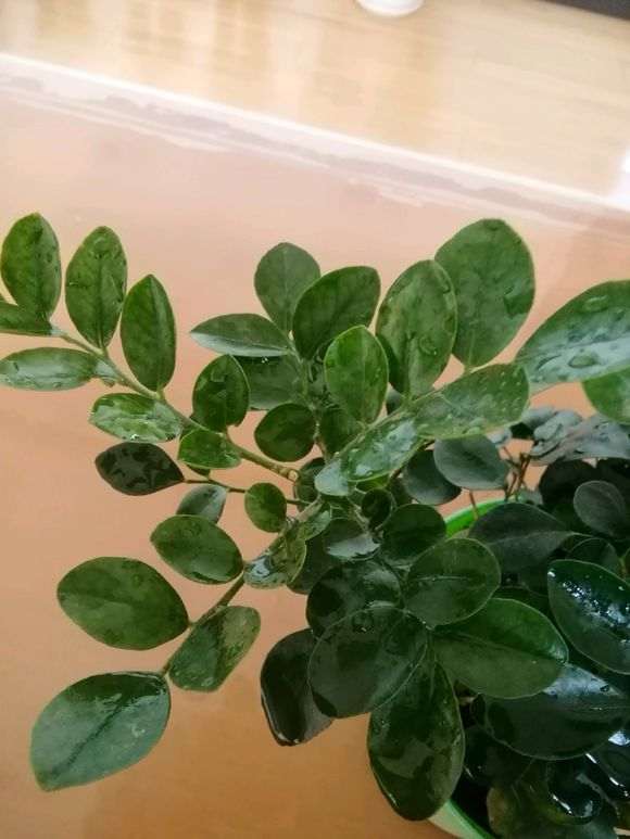 九里香下山桩 要施什么肥才能开花